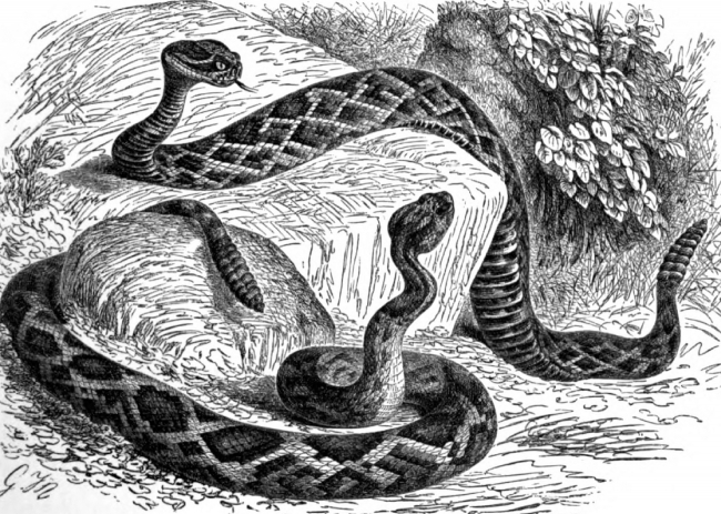 diamond south american rattle snakes bw animal illustration