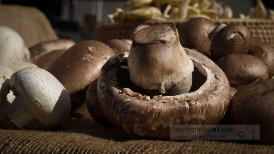 Display of fresh crimini mushroom closeup