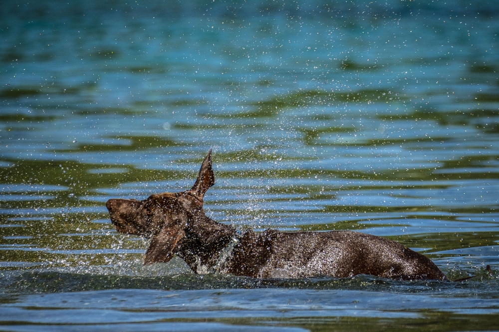 dog fetches a stick from Lake