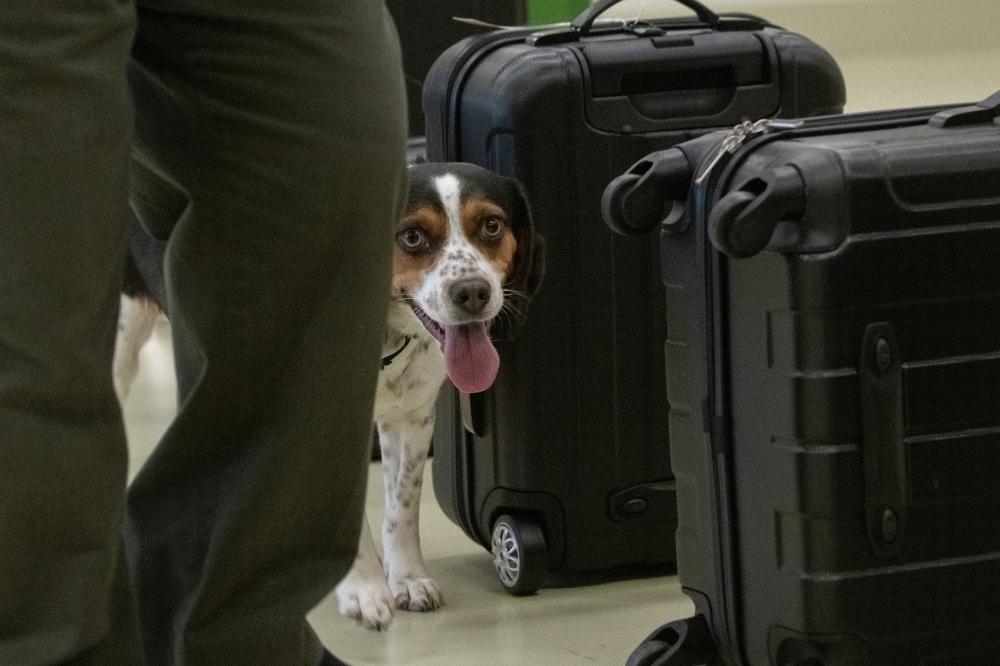 dog team and handler to safeguard American agriculture