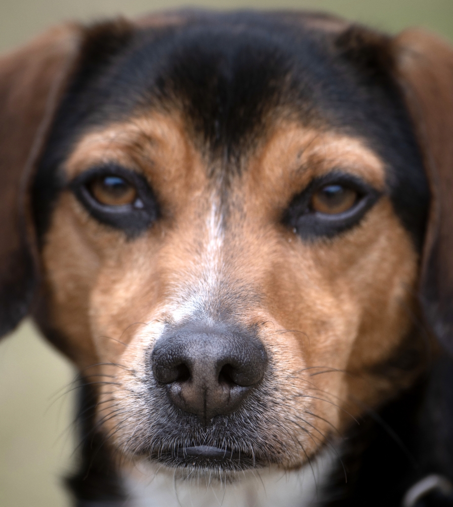 dog trained to safeguard american agriculture