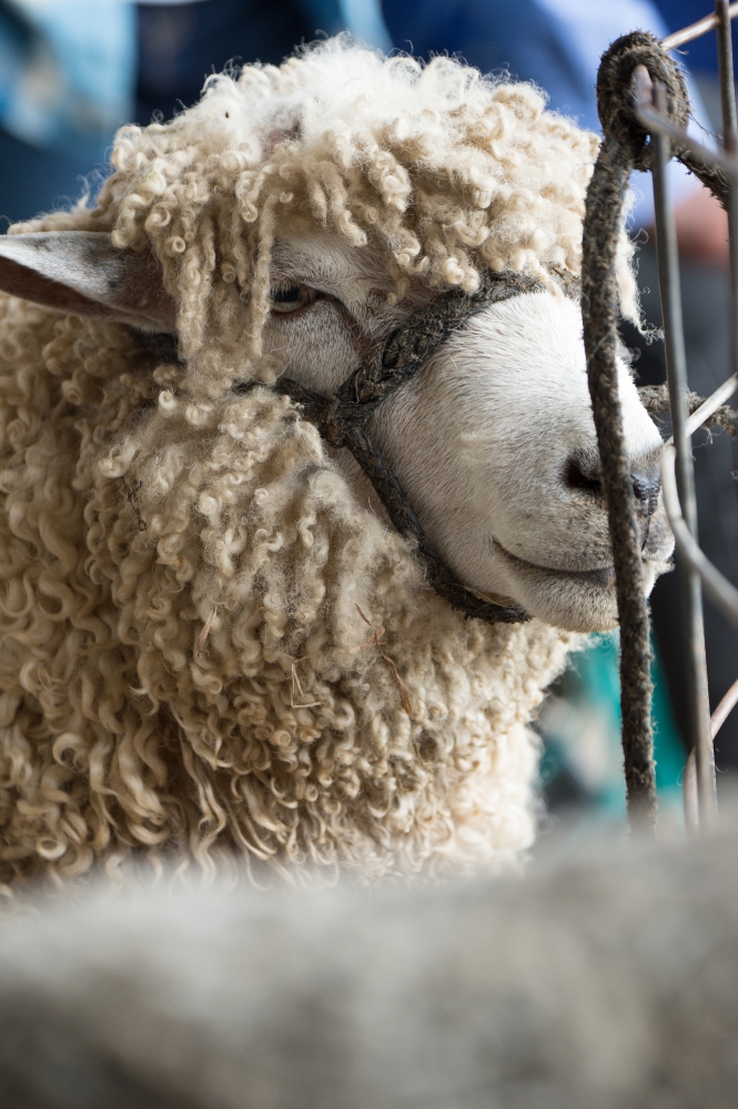 domestic Leicester Longwool sheep domestic Leicester Longwool sh