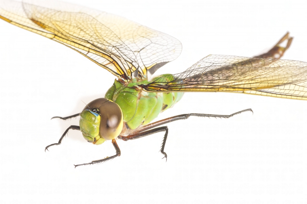 Dragonfly closeup on white background