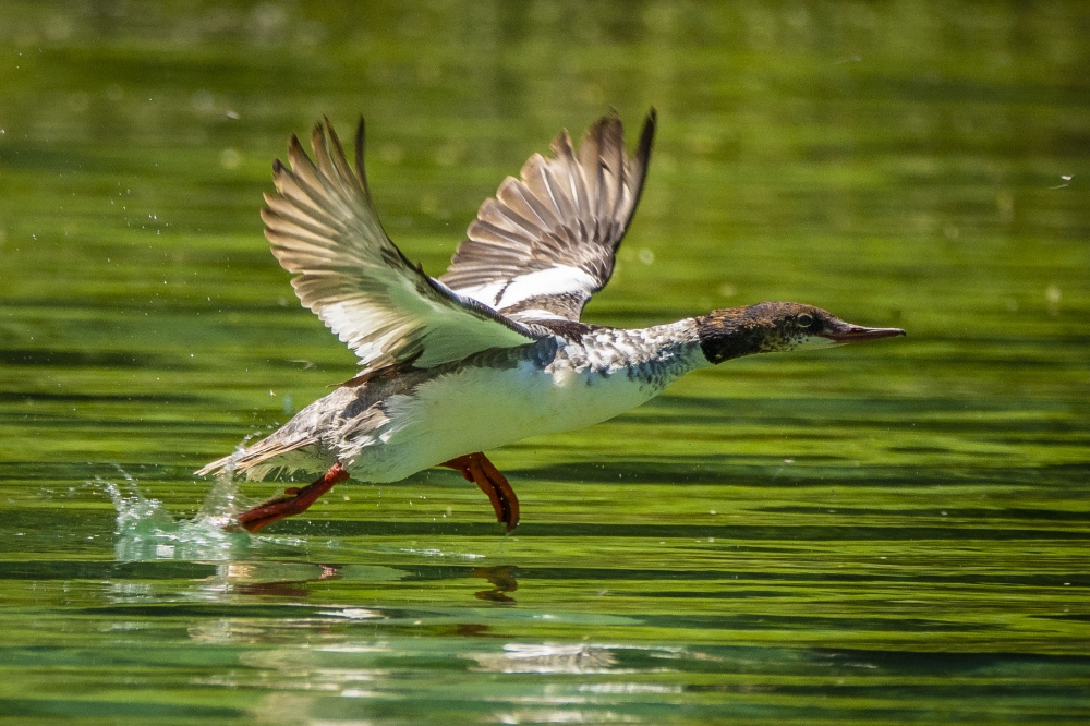 duck takes flight off Lake