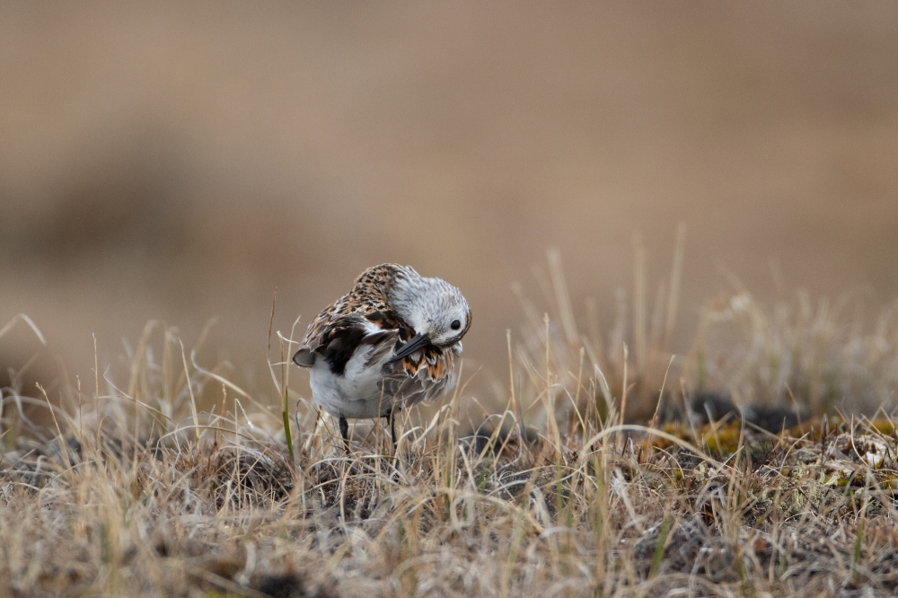 dunlin preen