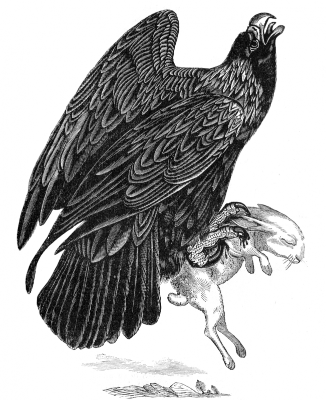 eagle bird illustration