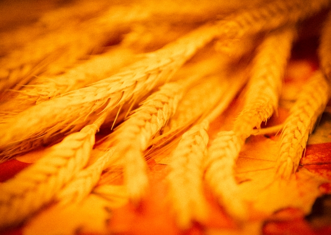 Ears Of Wheat Closeup Golden Color 
