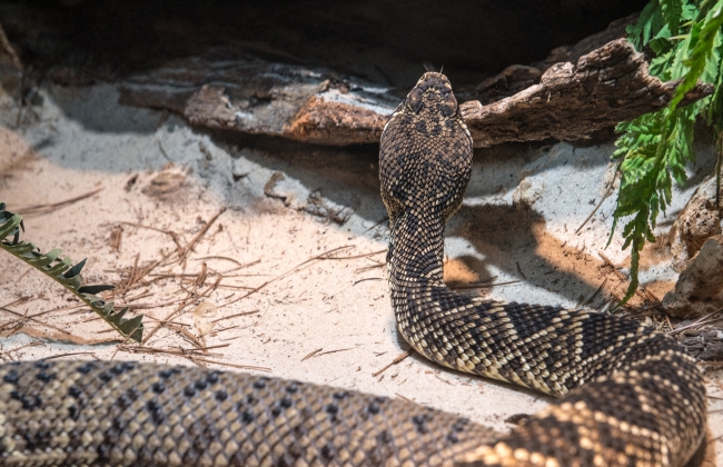 eastern diamondback snake photo