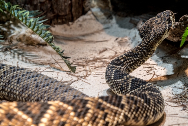 eastern diamondback snake photo