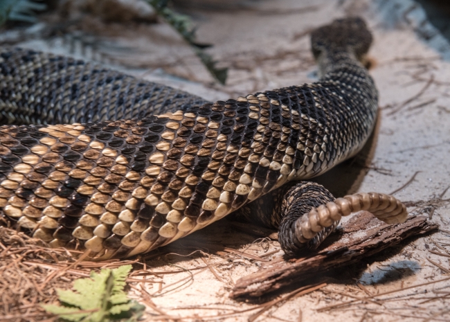 eastern diamondback snake photo