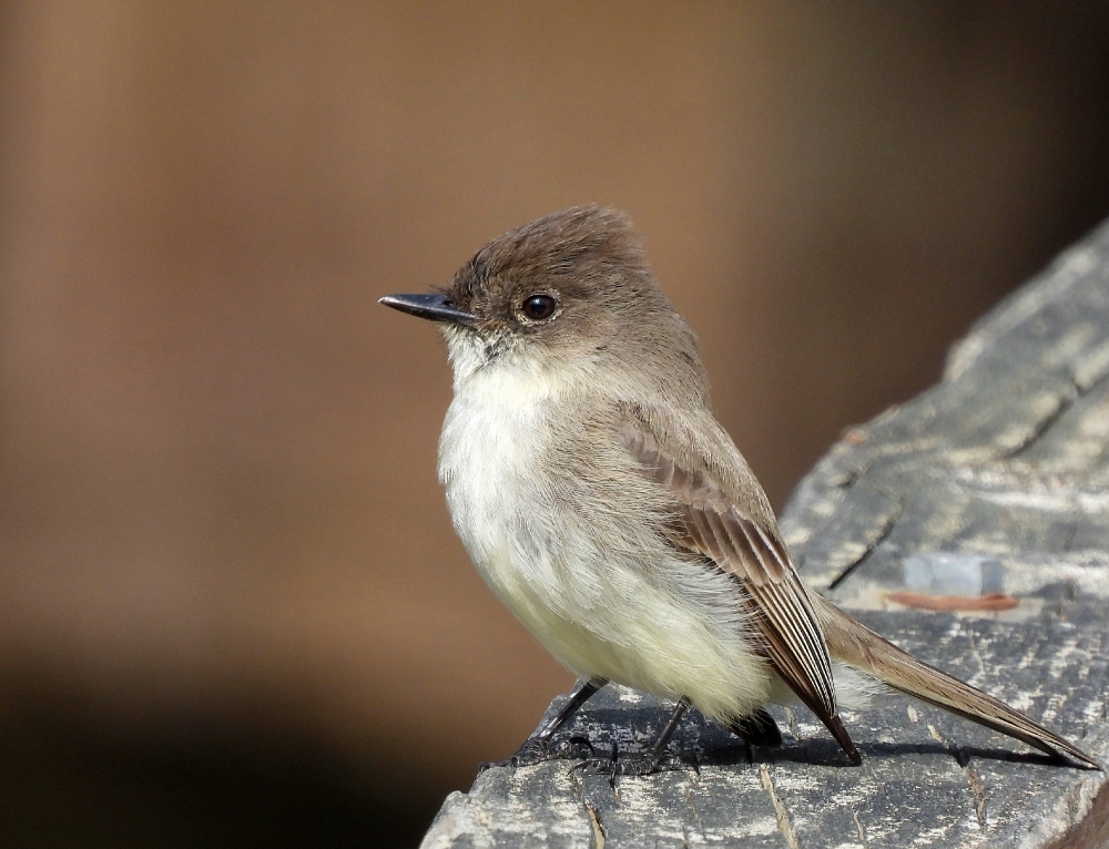 Eastern Phoebe bird on rock