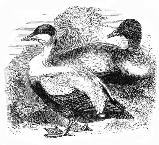 eider duck bird illustration ducks