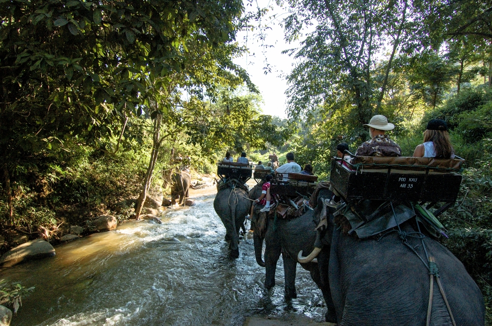 elephant camp thailand 3001