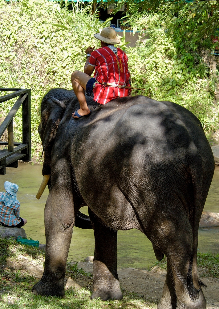 elephant camp thailand 5030A