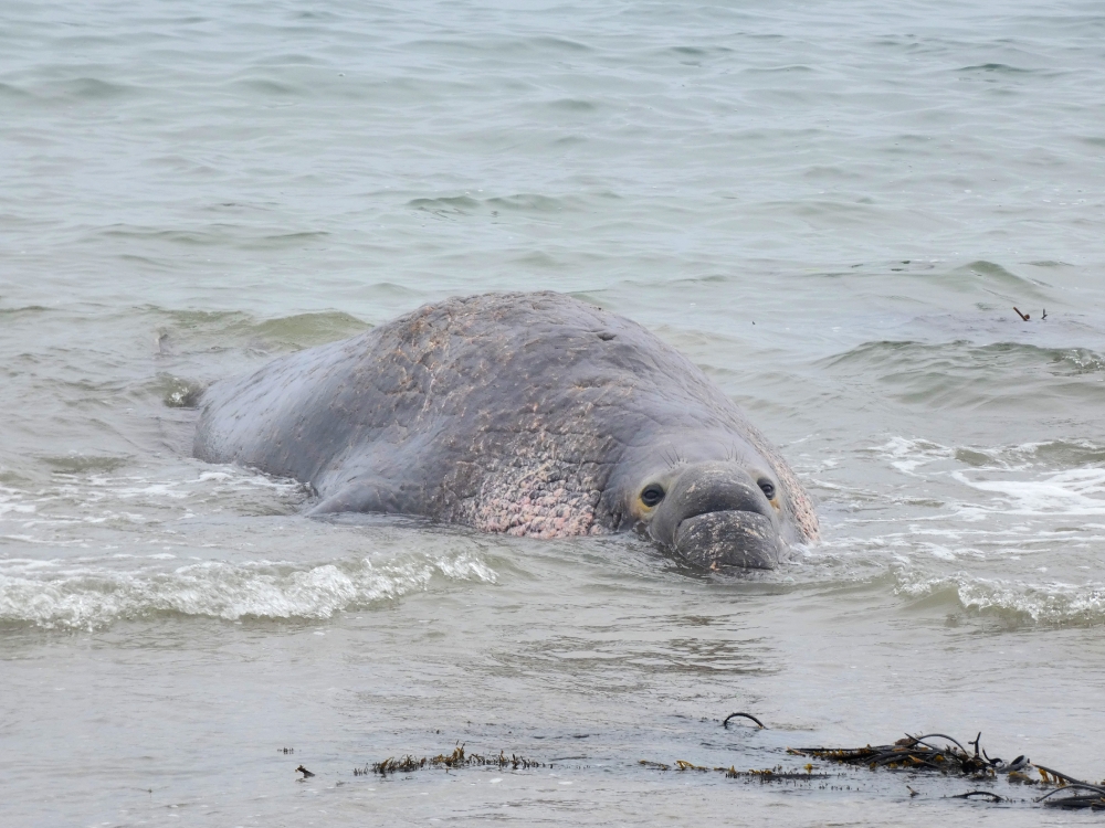 elephant seal male defends his harem from the waters edge