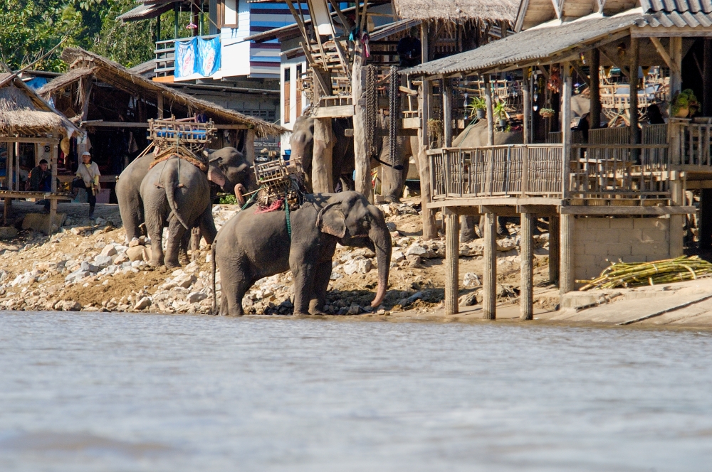 elephants along river in thailand 232