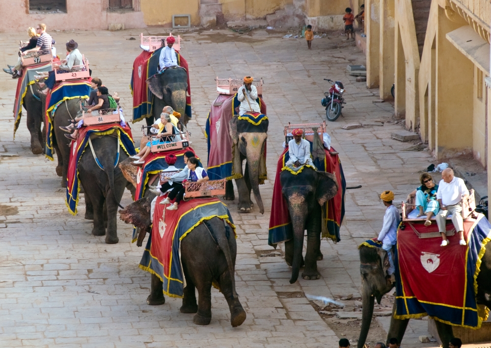 Elephants carries tourist