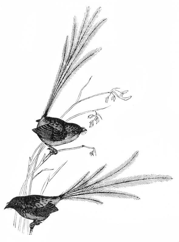 emu wren bird illustration