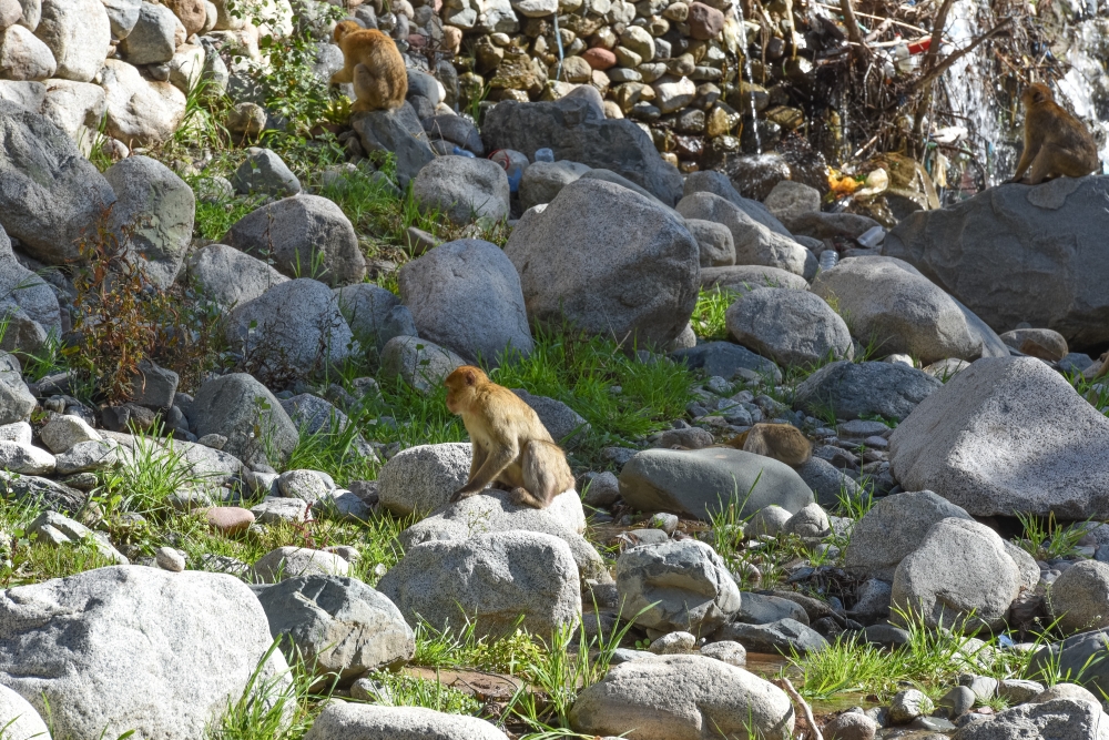 endangered primate barbary macaque atlas mountains morocco photo