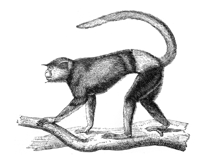 entellus monkey macaques illustration