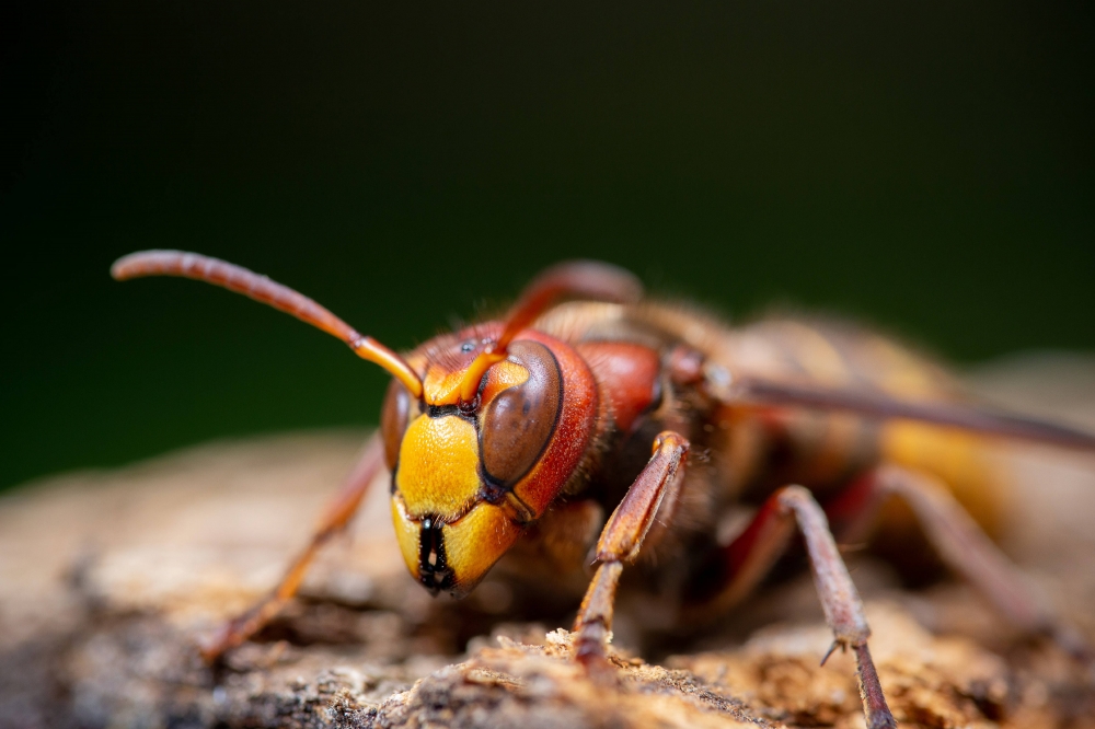 European hornet