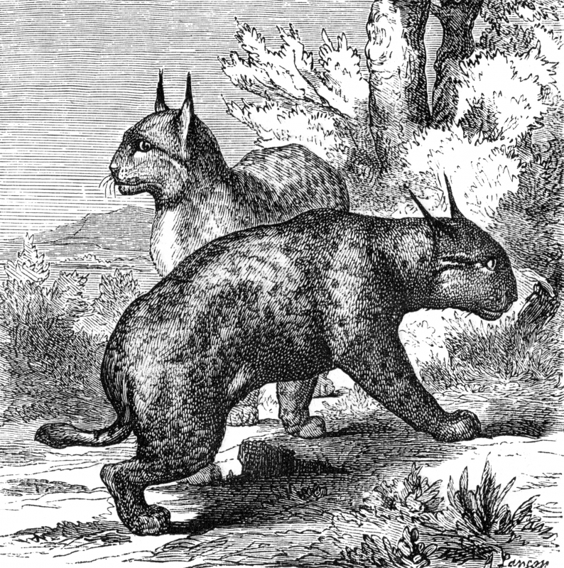 european lynx illustration