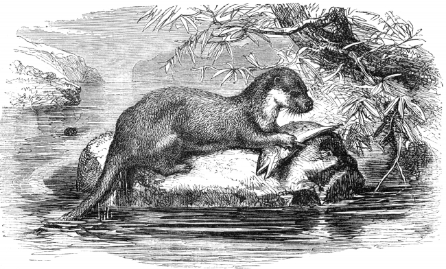 european otter illustration