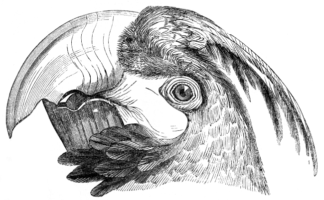 face beak eyes of macaw parrot engraved bird illustration