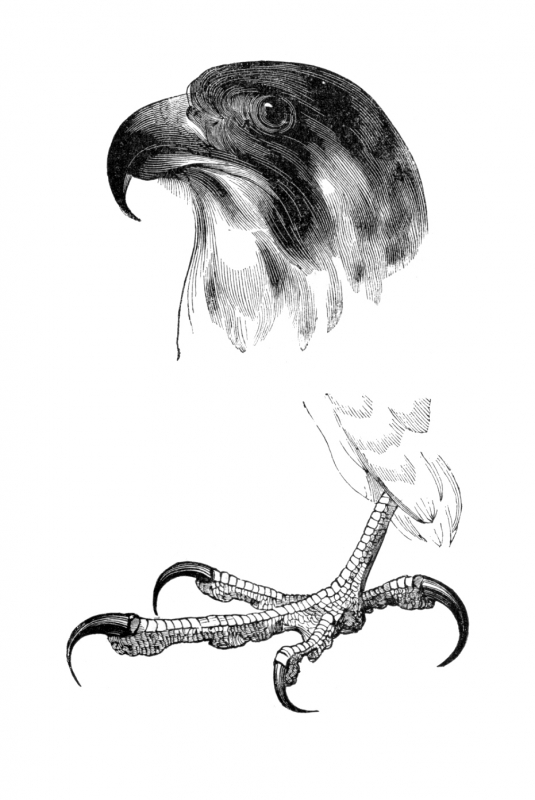 falcon bird illustration