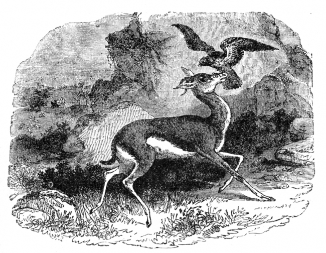 falcon gazellebird illustration