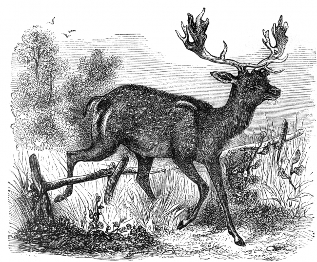 fallow deer illustration