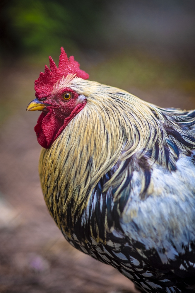 farm chicken side view