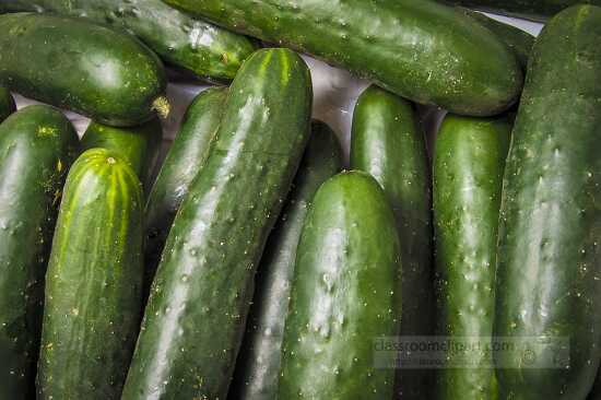 Farm fresh cucumbers