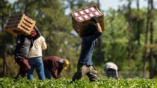 Farm workers carry boxes of freshly picked strawberries in the f