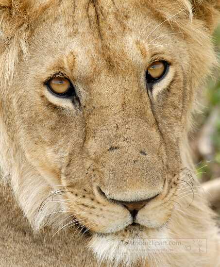 female lion closeup kenya africa picture_117