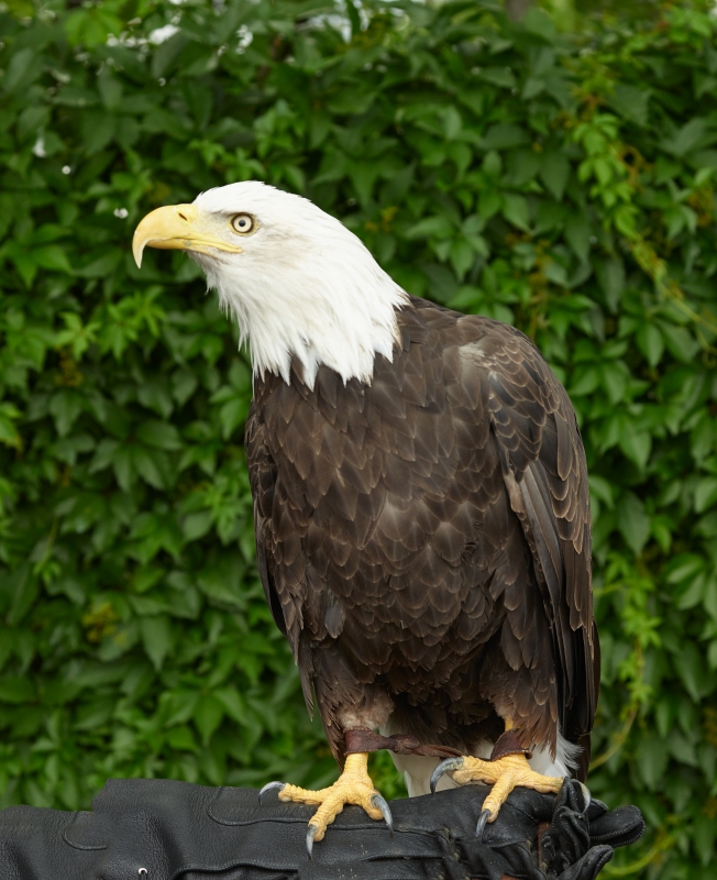 female-bald-eagle-colorado