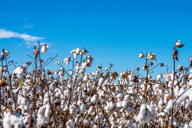 Field of cotton plants with blue sky