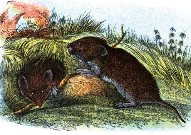 Field Vole Animal Color Illustration