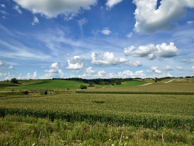 fields of sweet corn growing in Iowa