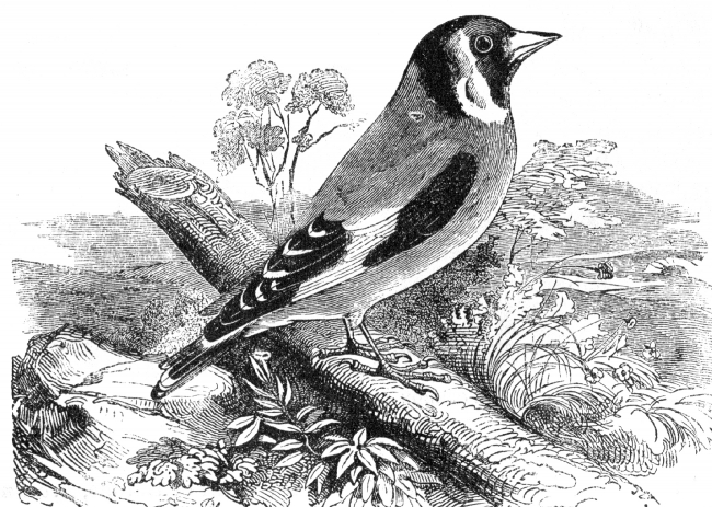 finch engraved bird illustration