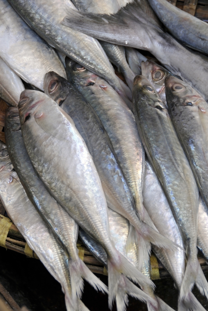 Fish for sale hanoi_14