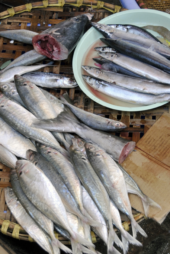 Fish for sale hanoi_15