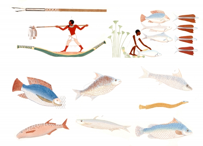 fishing tools and fish preparaton ancient egypt