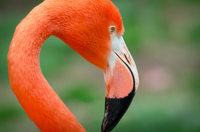 flamingo bird closeup photo