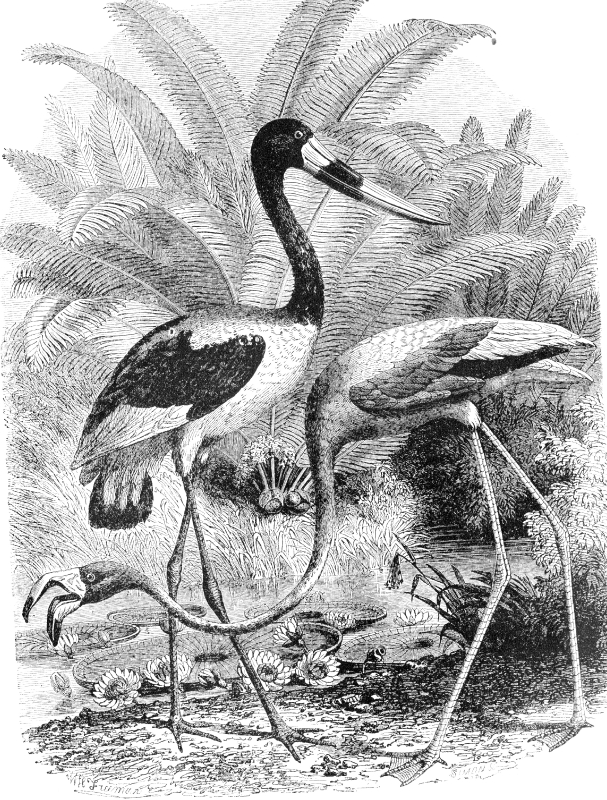 flamingo bird illustration