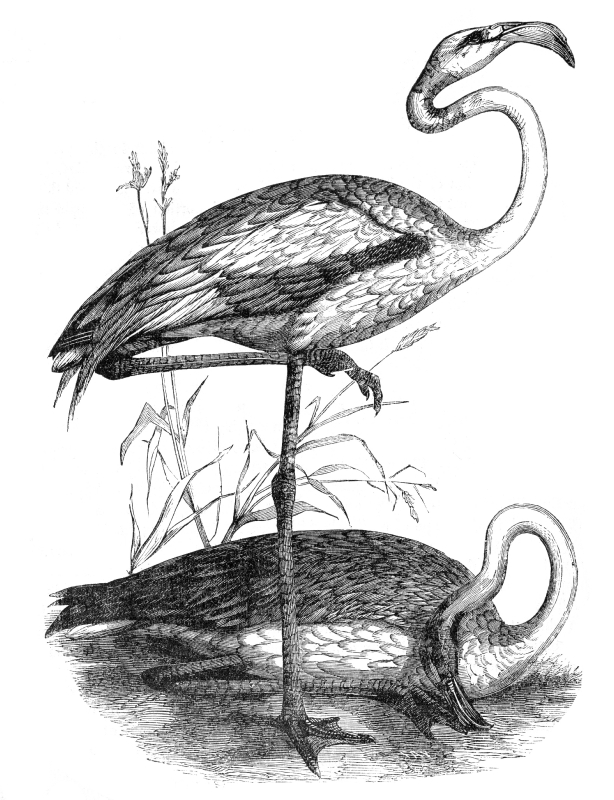 flamingo bird illustration