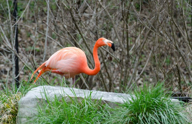 flamingo bird near trees photo