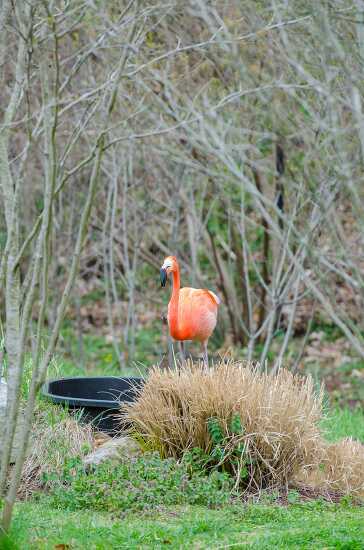 flamingo-standing-near-trees-photo-3832