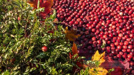Floating cranberries harvested wet by flooding the bogs