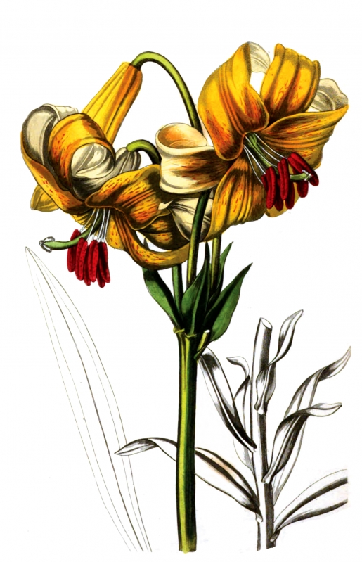 flower illustration 55